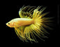 Betta Crowntail Male - Assorted