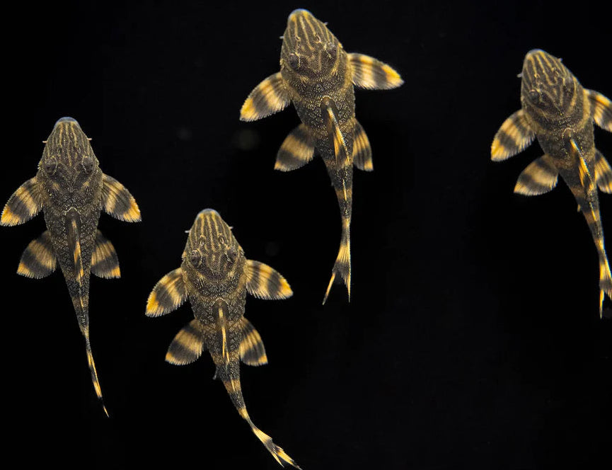 Pleco Tiger L398 (Panaqolus tankei) 5cm