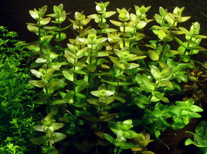 Bacopa serpyllifolia (Bacopa Japan)