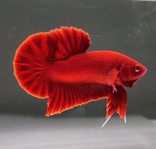 Betta PKHM Super Red Male