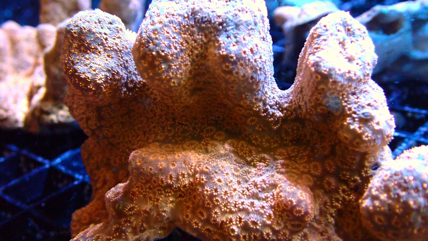 Cactus Corals (Pavona sp.)