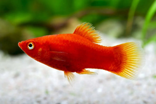 Platy Red
