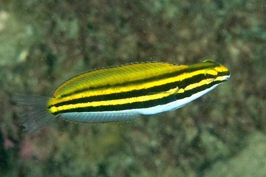 Blenny - Super Gold Line Fang