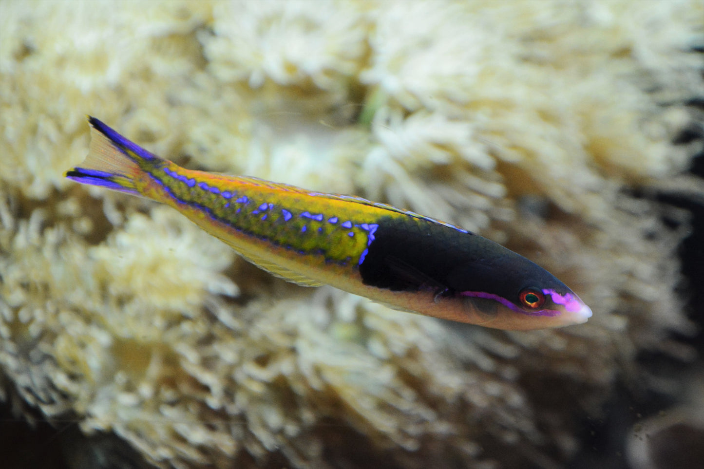 Wrasse - Multicolour (Pseudojuloides severnsi) PAIR "Rare"