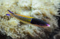 Wrasse - Multicolour (Pseudojuloides severnsi) PAIR "Rare"