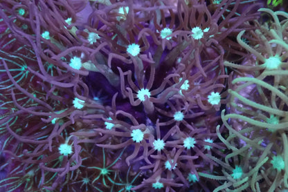 Star Polyps (Briarium/Pachyclavularia sp.)