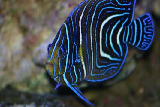 Angelfish - Six-banded Juvenile (Pomacanthus sexstriatus) "Rare"
