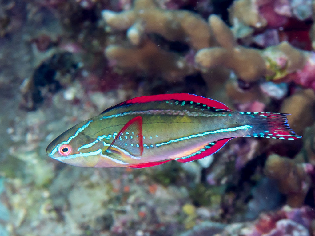 Wrasse - Exquisite Fairy