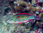 Wrasse - Exquisite Fairy