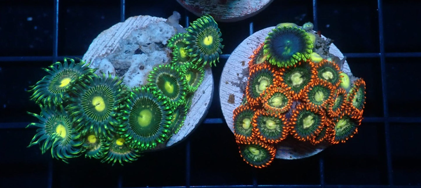 Zoanthid Wild Frag "Assorted"