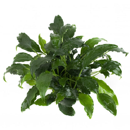 TC Schismatoglottis Prietoi (Rare)