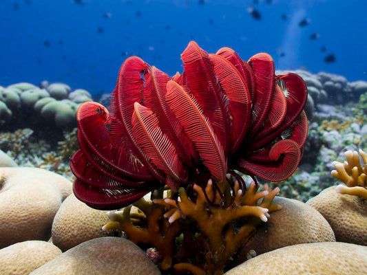 Feather Basket Star