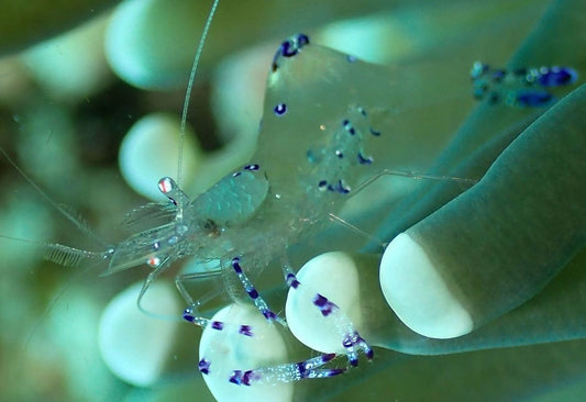 Anemone Shrimp Magnifica (Rare)
