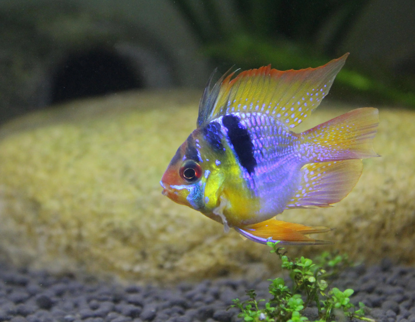 Ram - Blue Balloon (Mikrogeophagus ramirezi)