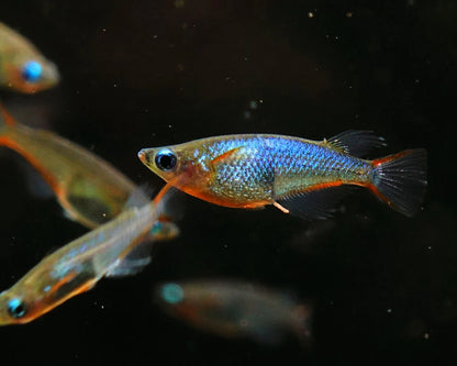 Rice Fish - Neon Blue (Oryzias woworae)