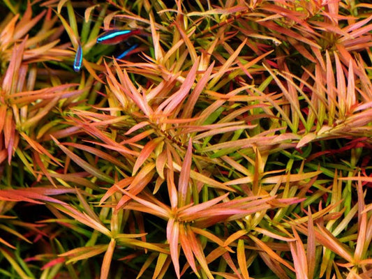 Ludwigia brevipes