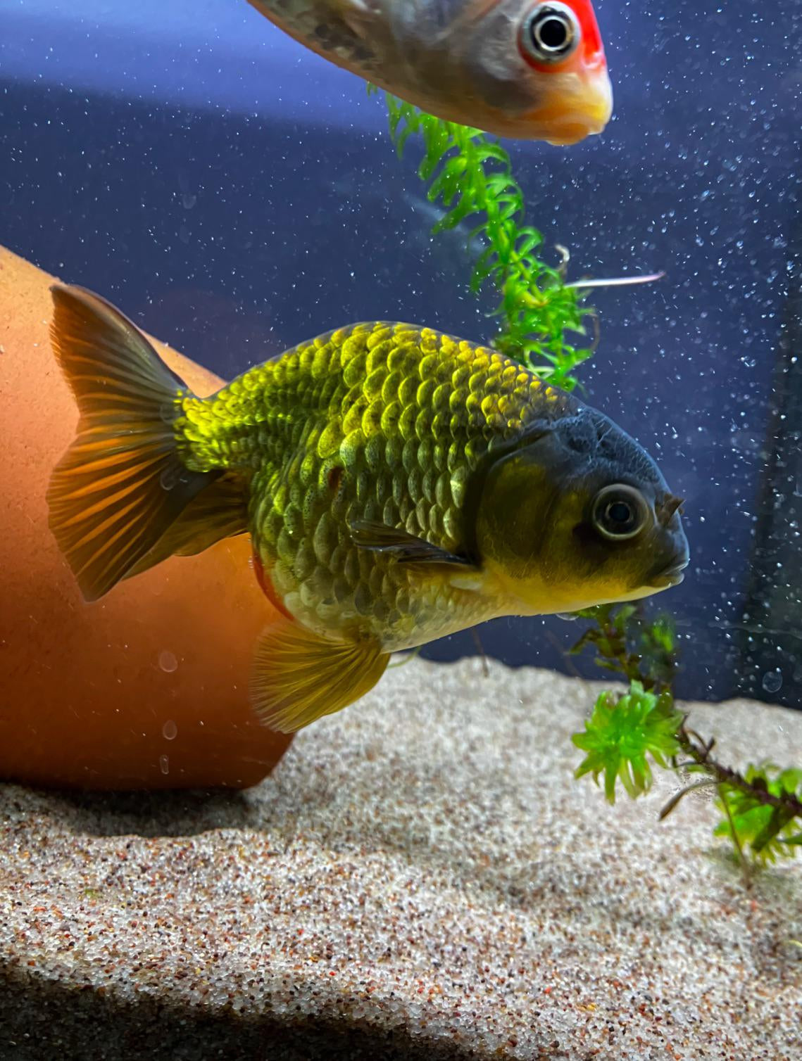 Goldfish - Ranchu assorted