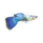 Guppy Blue Turquoise Male