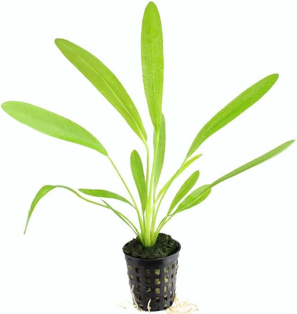 Echinodorus uruguayensis 'Amazon Uruguay' Sword