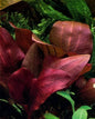 Echinodorus renii 'Red Rose' Sword *Rare*