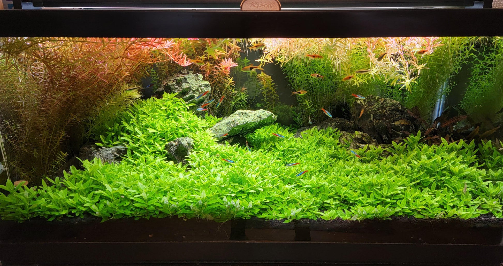 Staurogyne repens – Aquarium Gallery