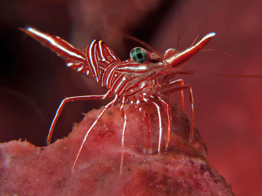 Shrimp Camel/Hingebeak - Rhynchocinetes durbanensis (Saltwater species)