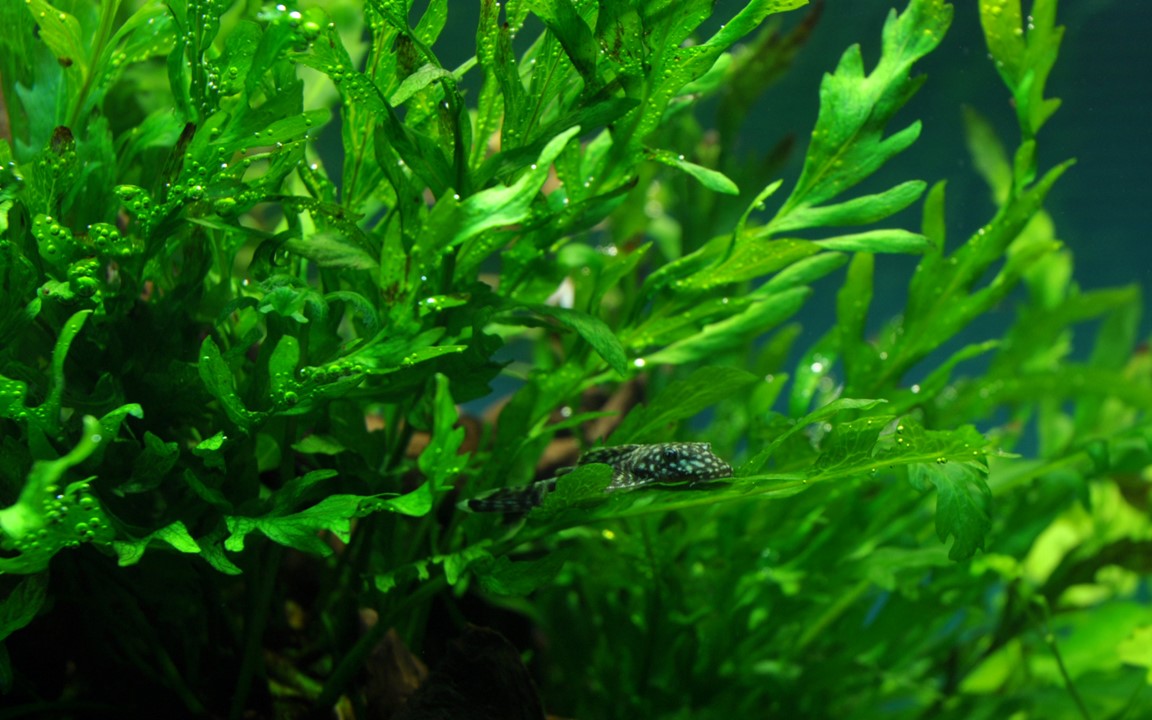 Bolbitis heudelotii (African Water Fern)