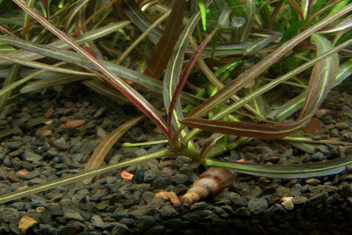 Hygrophila sp. "Araguaia" (Rare)