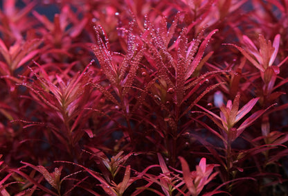 Rotala sp. Blood Red 'Bloodii'