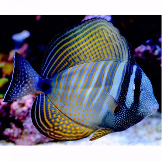 Tang Desjardinii Sailfin (Zebrasoma desjardinii)