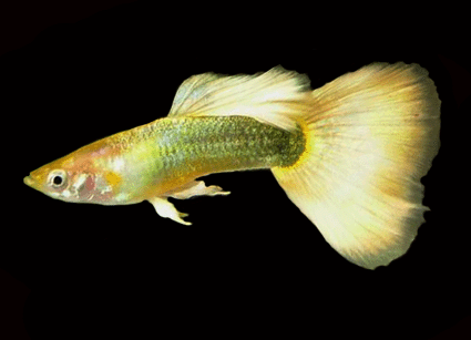 Guppy Dumbo Male - Various