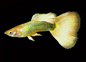 Guppy Dumbo Male - Various