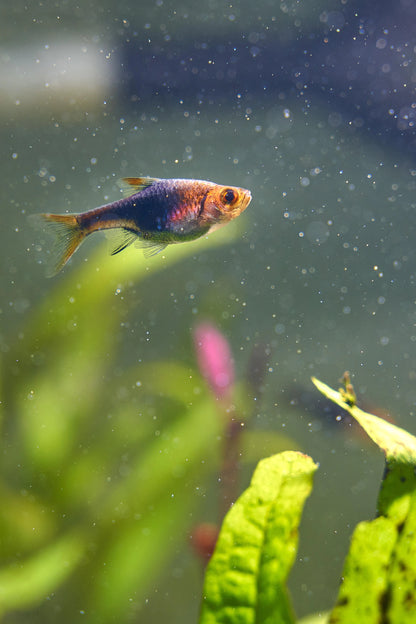 Rasbora - Purple Harlequin (Trigonostigma heteromorpha)