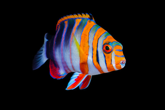 TuskFish - Harlequin