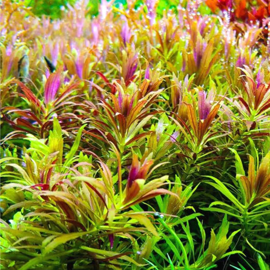 Limnophila aromatica - Kalmantan 'Mini'