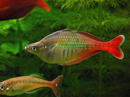 Rainbowfish - Bleheri (Chilatherina bleheri)