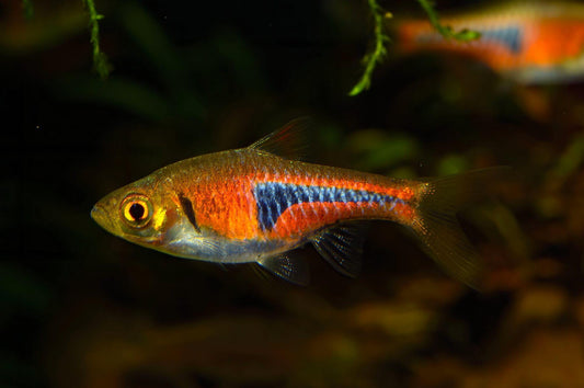 Larger Rasbora Freshwater Rasbora – Aquarium Gallery