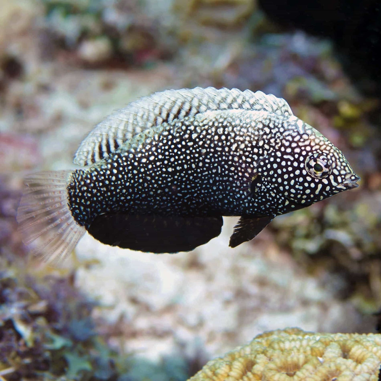 Wrasse - Black Leopard (Macropharyngodon negrosensis)