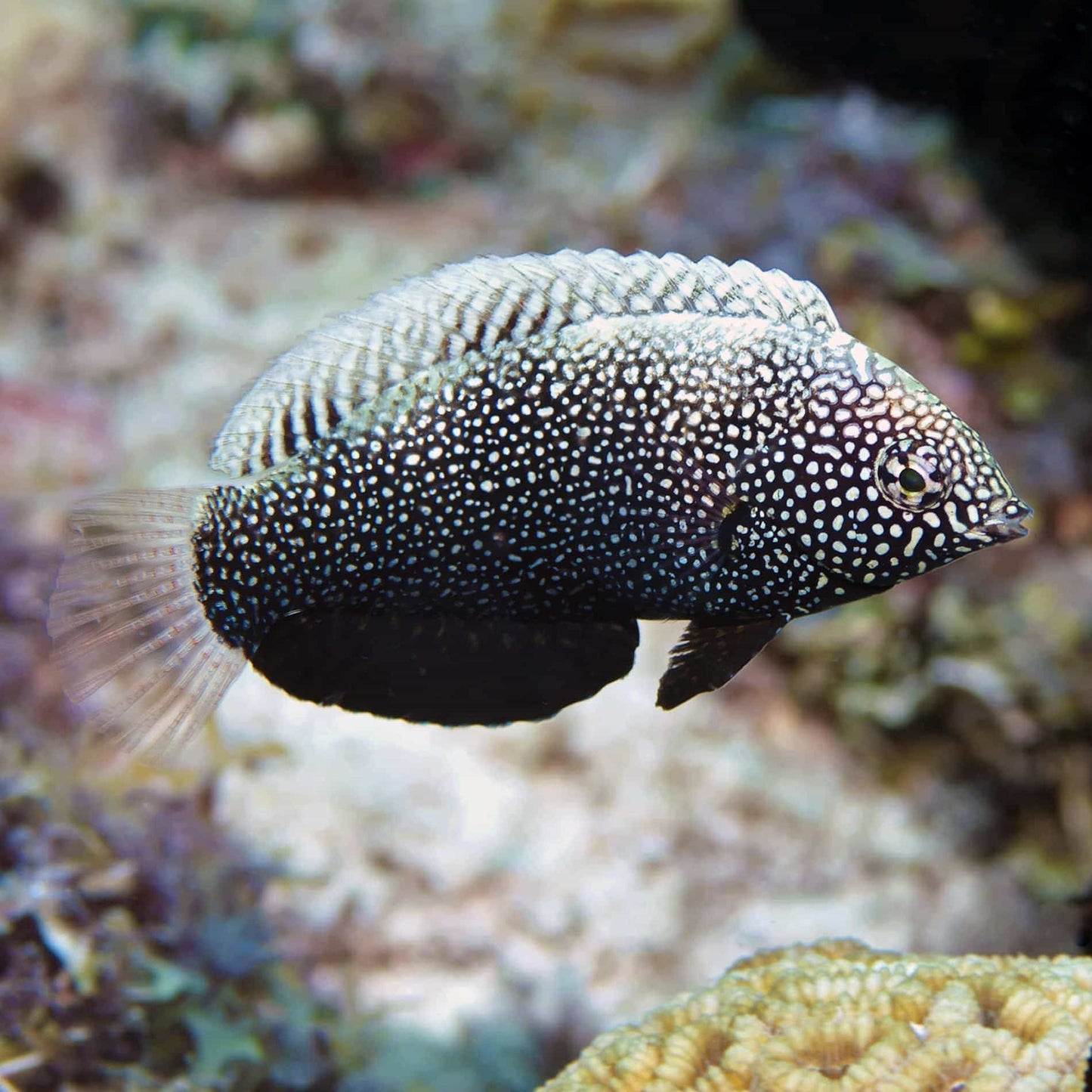 Wrasse - Black Leopard