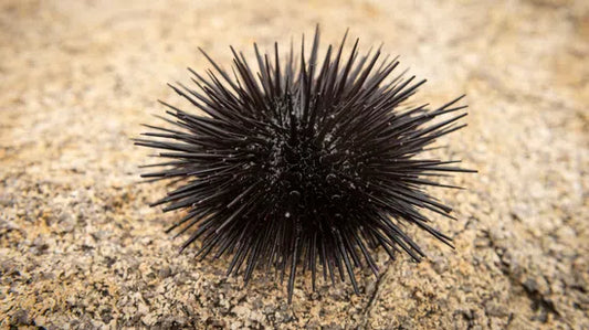 Urchin Dwarf Black 1.5"