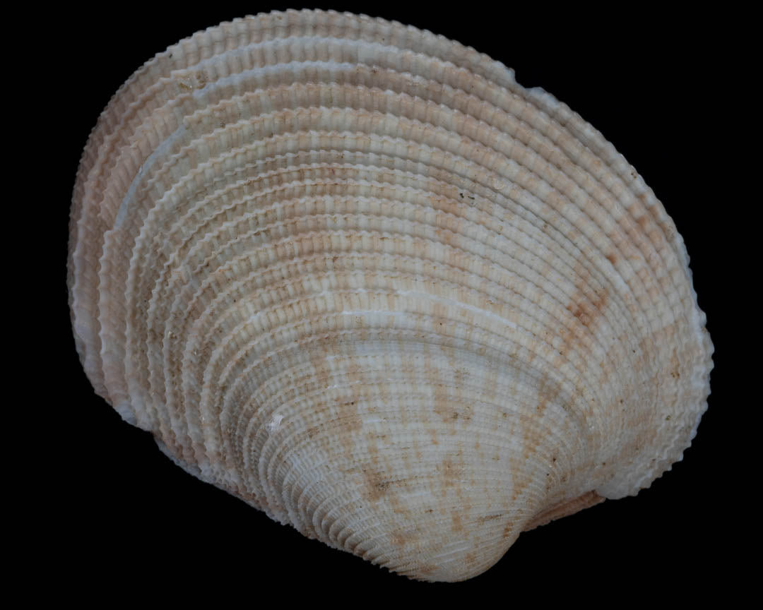 Clams (Periglypta reticulata)