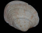 Clams (Periglypta reticulata)
