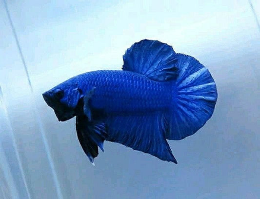 Betta PKHM Solid Blue Male