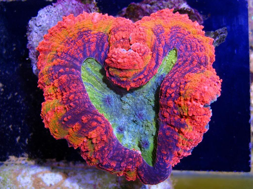 Lobed Brain Corals (Lobophyllia, Pachysepta, Symphyllia sp.)