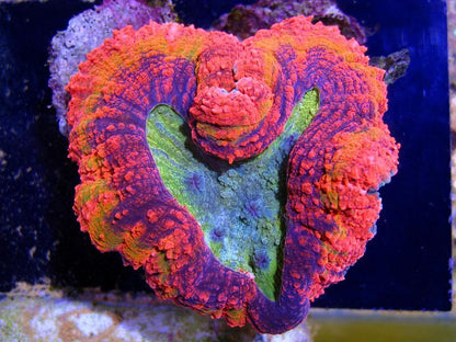 Lobed Brain Corals (Lobophyllia, Pachysepta, Symphyllia sp.)