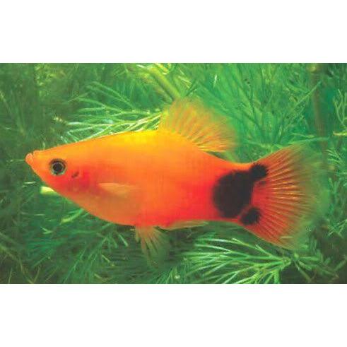 Platy Mickey Mouse -  various