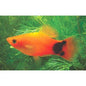 Platy Mickey Mouse -  various