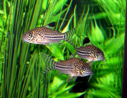 Corydoras Julii