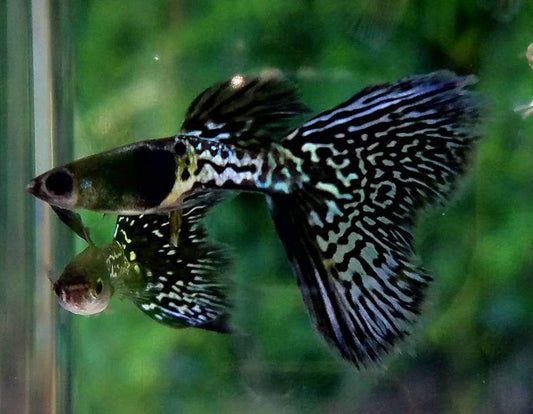 Guppy Black Lace Metal Snakeskin PAIR