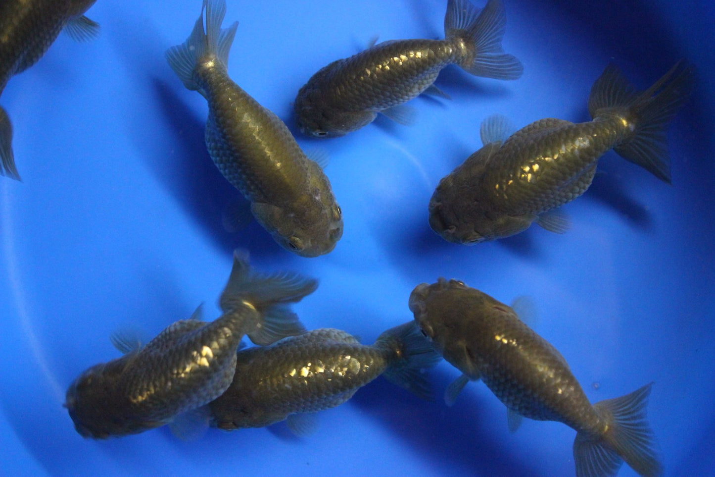 Goldfish - Ranchu assorted